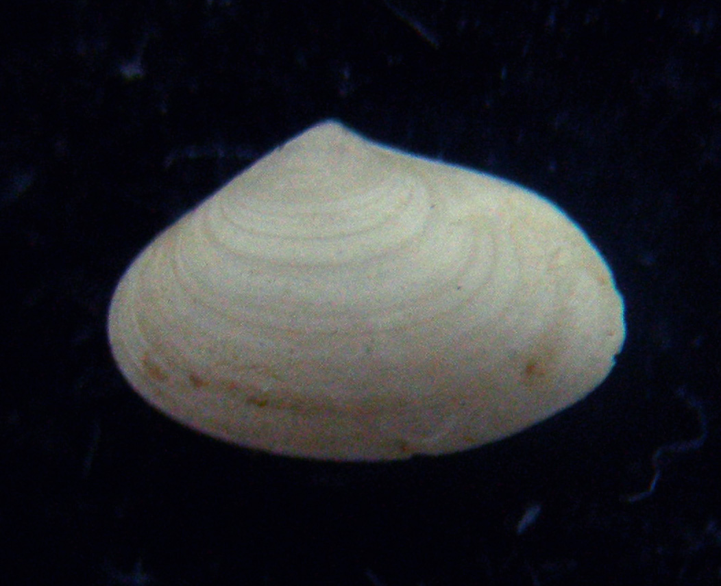 bivalve